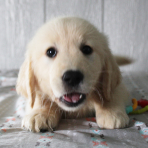 Golden Retriever Puppy Kiara