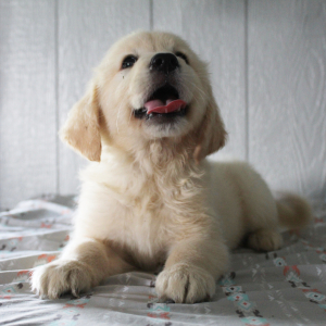 Golden Retriever Puppy Kiara