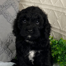 Cavapoo Puppy Jamie