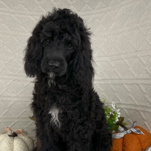 Cavapoo Puppy Jamie