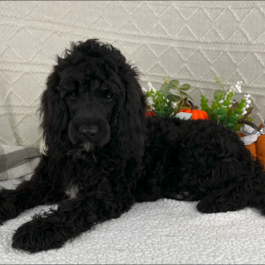 Cavapoo Puppy Jamie