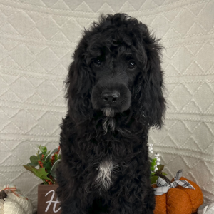 Cavapoo Puppy Jamie