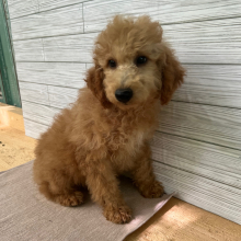 Goldendoodle Puppy Lyndon