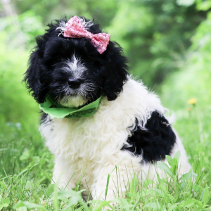 Portuguese Water Dog Puppy Sheba