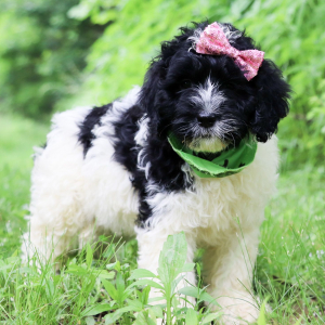 Portuguese Water Dog Puppy Sheba