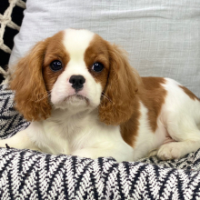 Cavalier King Charles Spaniel Puppy Mac