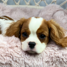 Cavalier King Charles Spaniel Puppy Mac