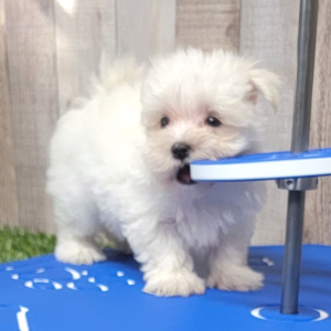 Maltese Puppy Elliott
