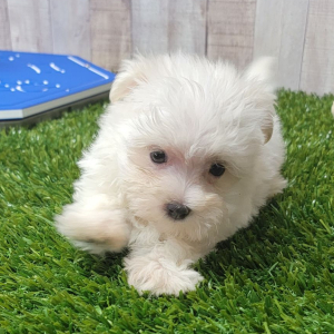 Maltese Puppy Elliott