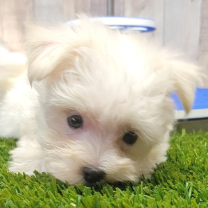 Maltese Puppy Elliott