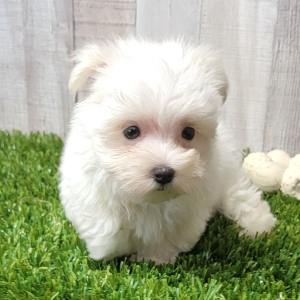 Maltese Puppy Elliott