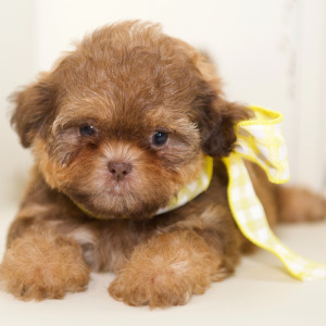 Shih Tzu Puppy Clara