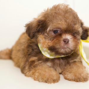 Shih Tzu Puppy Clara
