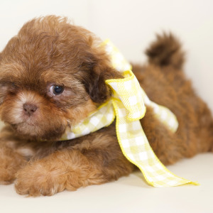 Shih Tzu Puppy Clara