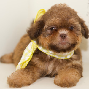 Shih Tzu Puppy Clara