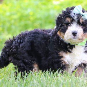 Bernedoodle Puppy Ally