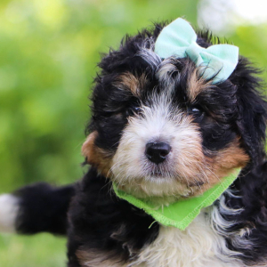 Bernedoodle Puppy Ally