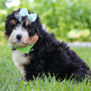 Bernedoodle Puppy Ally