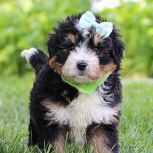 Bernedoodle Puppy Ally
