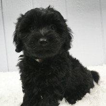 Labradoodle Puppy Tracy