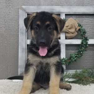 German Shepherd Dog Puppy Tommy