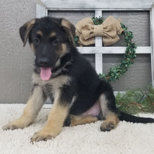 German Shepherd Dog Puppy Tommy
