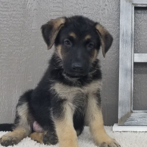 German Shepherd Dog Puppy Tommy