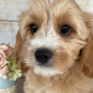 Cavapoo Puppy Tate