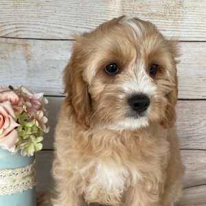Cavapoo Puppy Tate