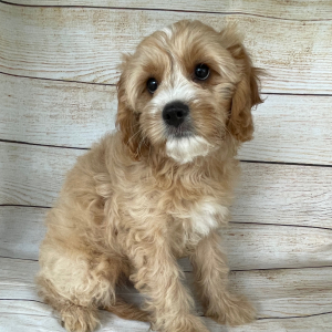Cavapoo Puppy Tate