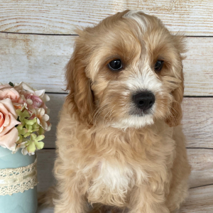 Cavapoo Puppy Tate