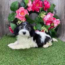 Havanese Puppy London