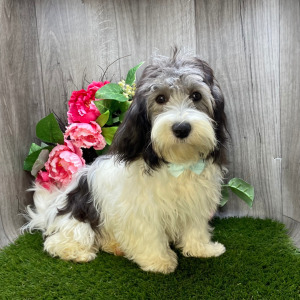 Havanese Puppy London