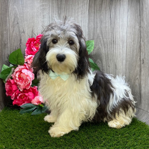 Havanese Puppy London