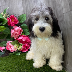 Havanese Puppy London
