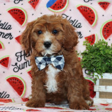 Cavapoo Puppy Chandler