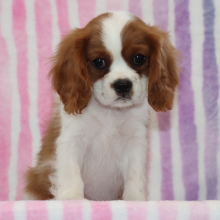 Cavalier King Charles Spaniel Puppy Jordan