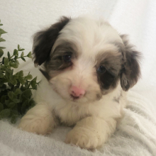 Aussiedoodle Puppy T Bones
