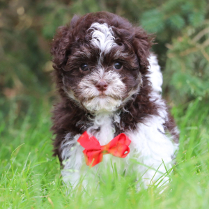 Havanese Puppy Brent