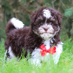 Havanese Puppy Brent