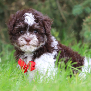 Havanese Puppy Brent