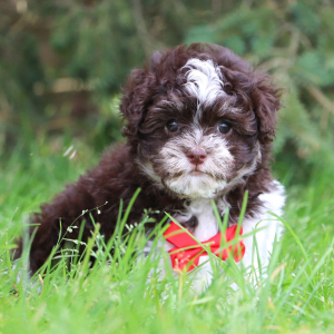Havanese Puppy Brent