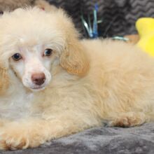 Poodle Puppy Nakia