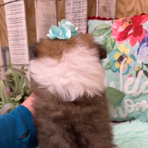 Pomeranian Puppy Zoe