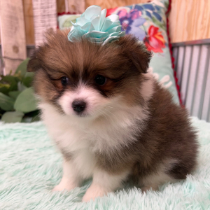 Pomeranian Puppy Zoe
