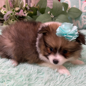 Pomeranian Puppy Zoe