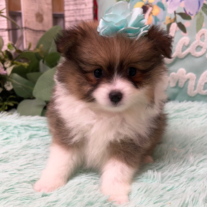 Pomeranian Puppy Zoe