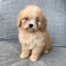 Cavapoo Puppy Boston