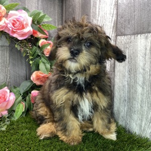 Shihpoo Puppy Kirby