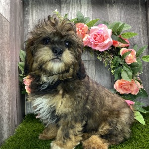 Shihpoo Puppy Kirby